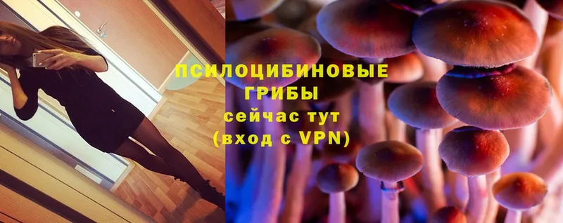 гидра как войти  Порхов  Галлюциногенные грибы Psilocybe 